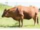 Vente parc animalier en Sud Ardèche
