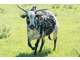 Vente parc animalier en Sud Ardèche