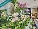 Vente FDC fleuriste empl premium dans Bas-Chablais