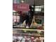 Vente boucherie premium marché couvert 75018 Paris