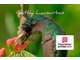 Vente domaine touristique 30 couchages Deshaies