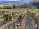 Domaine viticole Beaujolais des Pierres Dorées