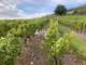 Domaine viticole Beaujolais des Pierres Dorées