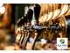 A vendre fonds de commerce bar licence IV Bordeaux