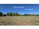 EXCLUSIVITE à vendre oliveraie à Neffiès