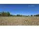 EXCLUSIVITE à vendre oliveraie à Neffiès