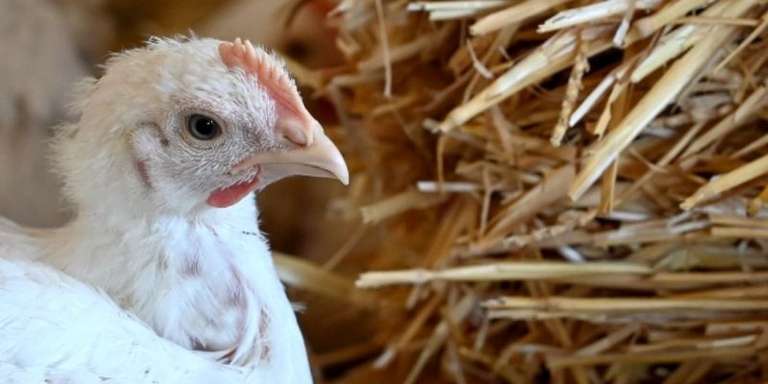 CLASS’CROUTE - 🐓 Chez class’croute, le goût commence sur le terrain