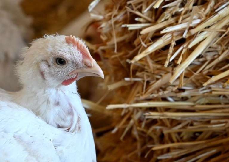 CLASS’CROUTE - 🐓 Chez class’croute, le goût commence sur le terrain