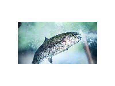 Vente Locaux commerciaux - Boutiques à Breuil