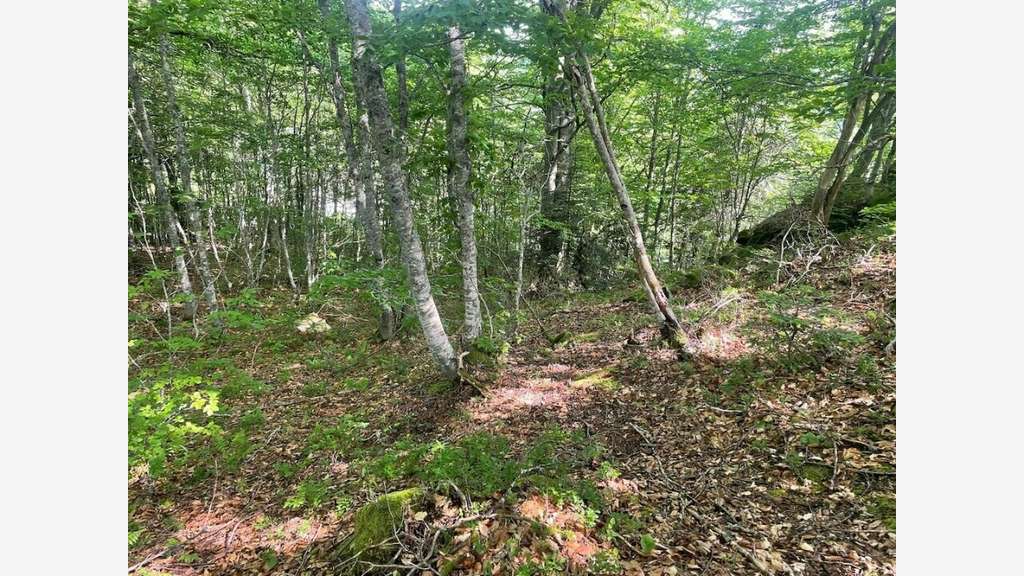 Terrains à vendre zone AUL et AULS à Montferrier