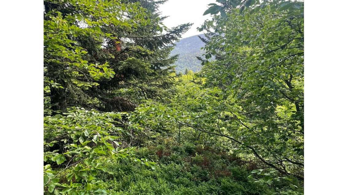 Terrains à vendre zone AUL et AULS à Montferrier