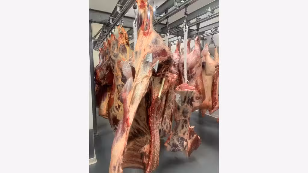 ATELIER DÉCOUPE VIANDES- FROID POSITIF- CHATEAUREN