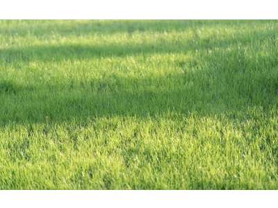 Location Terrains industriels et agricoles à Beaucouzé