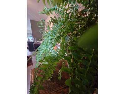 Location Locaux commerciaux - Boutiques à Vannes