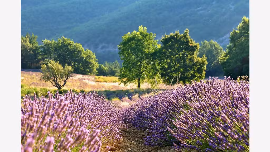 Vd belle bâtisse avec jardin L'Isle-sur-la-Sorgue