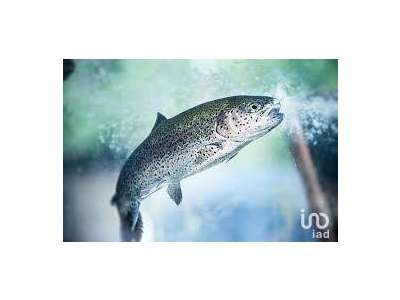 Vente Locaux commerciaux - Boutiques à Breuil