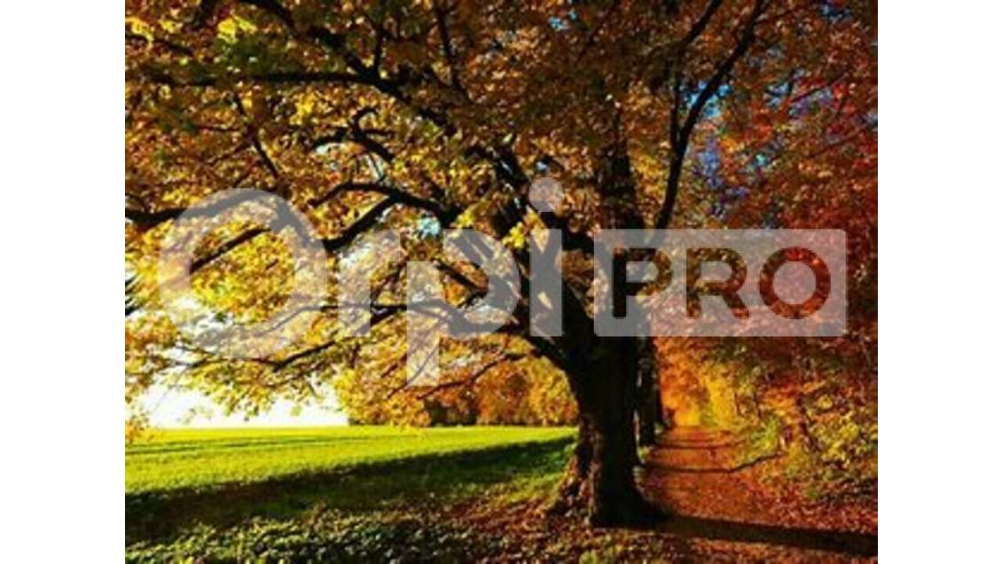 Vente murs loué local commercial à Trévoux