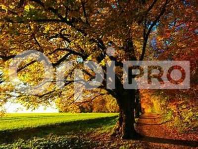 Vente Locaux commerciaux - Boutiques à Trévoux