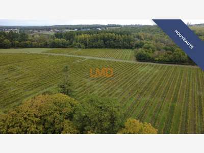 Domaine viticole en Borderies