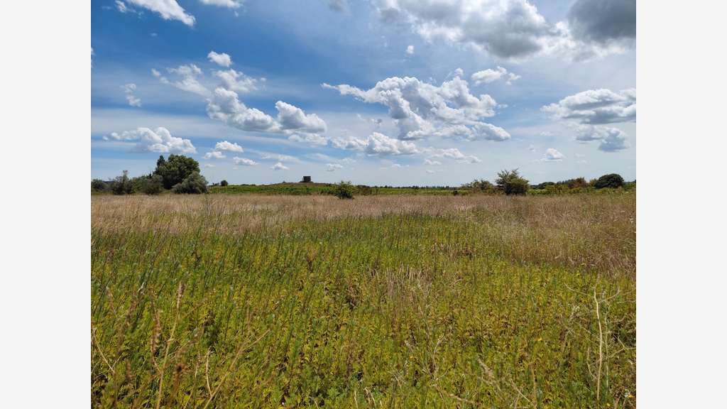 Vente terrain 6640m² avec chênes truffiers - Gard