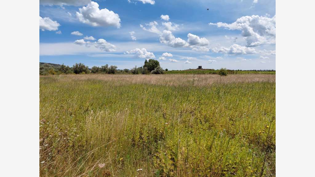 Vente terrain 6640m² avec chênes truffiers - Gard