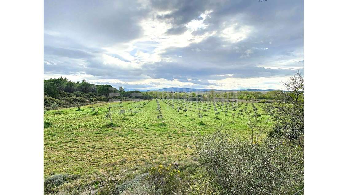 Vente ensemble foncier 44 ha à Lézignan-Corbières
