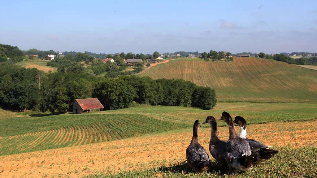 Vente très belle affaire de bar-brasserie Landes