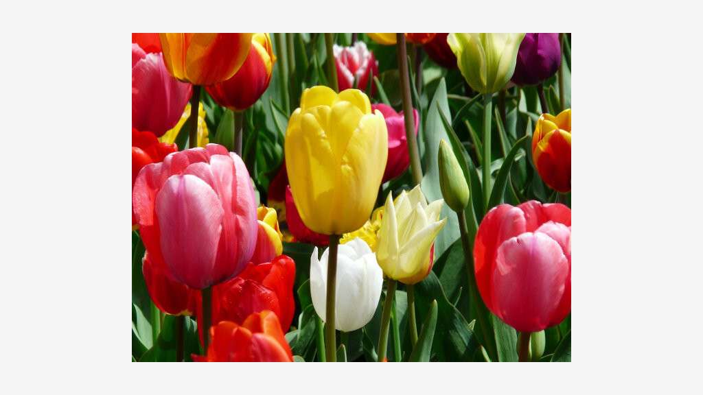Vente commerce de fleurs dans le Doubs
