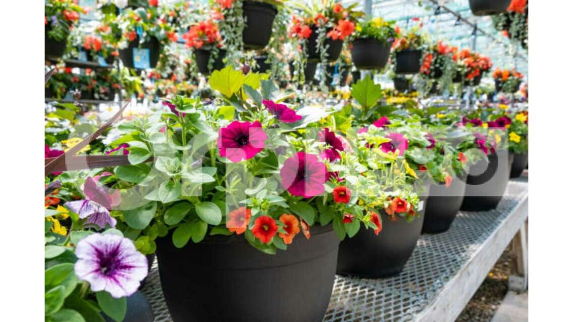 FDC négoce de plants plantes à vendre à Lapalisse