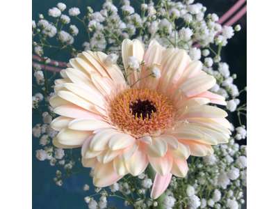 Vente Cadeaux - Fleurs à Paris 12e