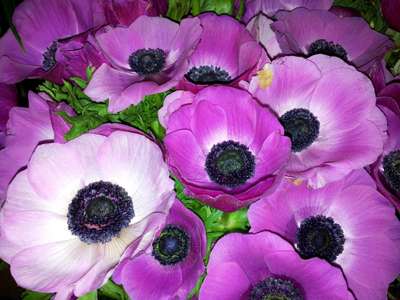 Vente Cadeaux - Fleurs à Créteil