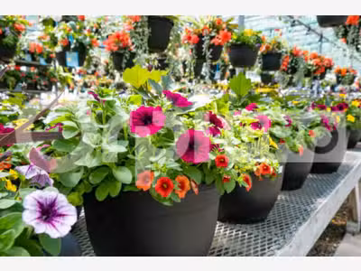 Cession fonds de commerce horticulture en Auvergne