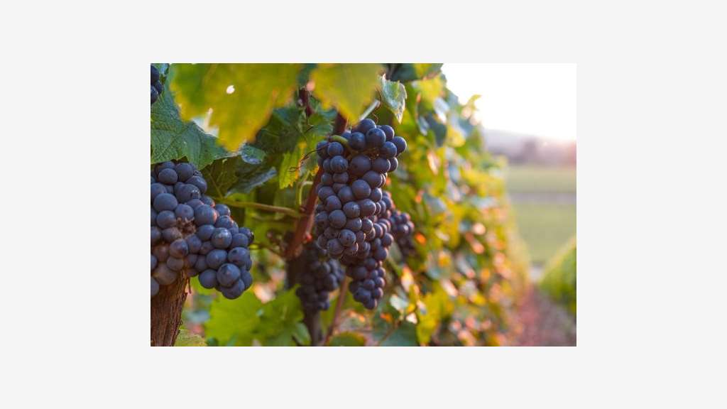 Vente domaine viticole sur les Pyrénées Orientales