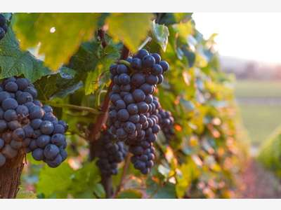 Vente domaine viticole sur les Pyrénées Orientales