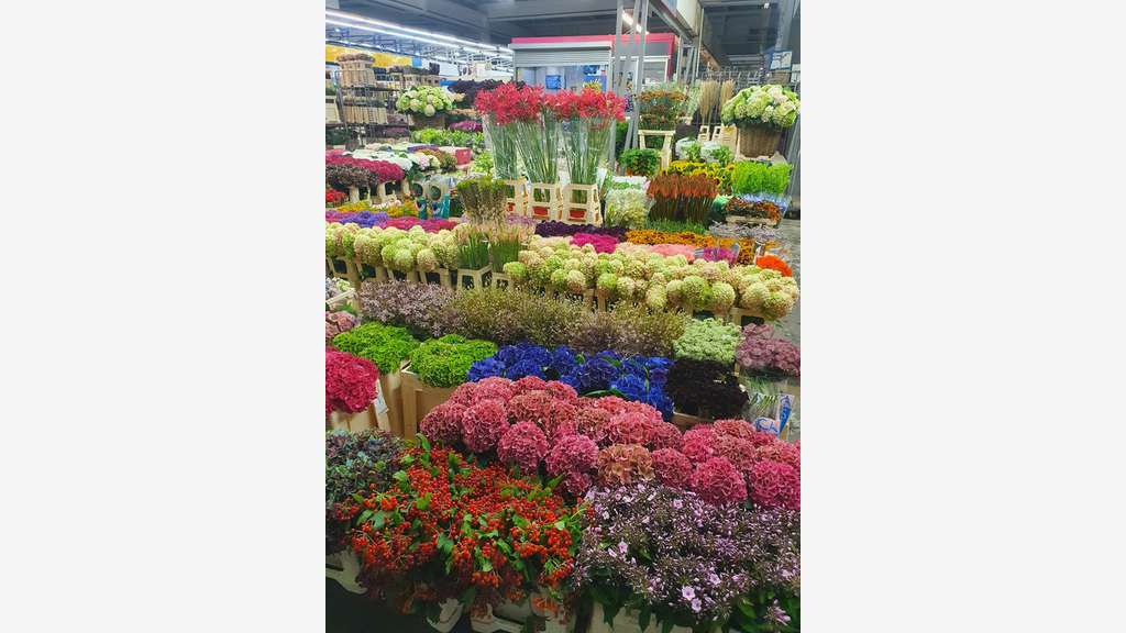 Vente FDC grossiste fleurs et plantes à Bastia