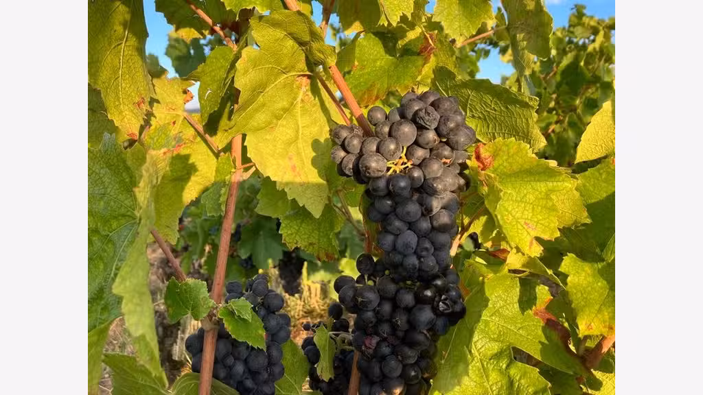 Vente Parcelles de vigne AOC 39a 24ca à Julienas