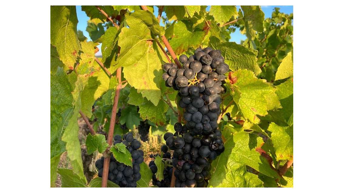 Vente Parcelles de vigne AOC 39a 24ca à Julienas