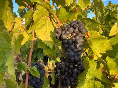 Vente Parcelles de vigne AOC 39a 24ca à Julienas