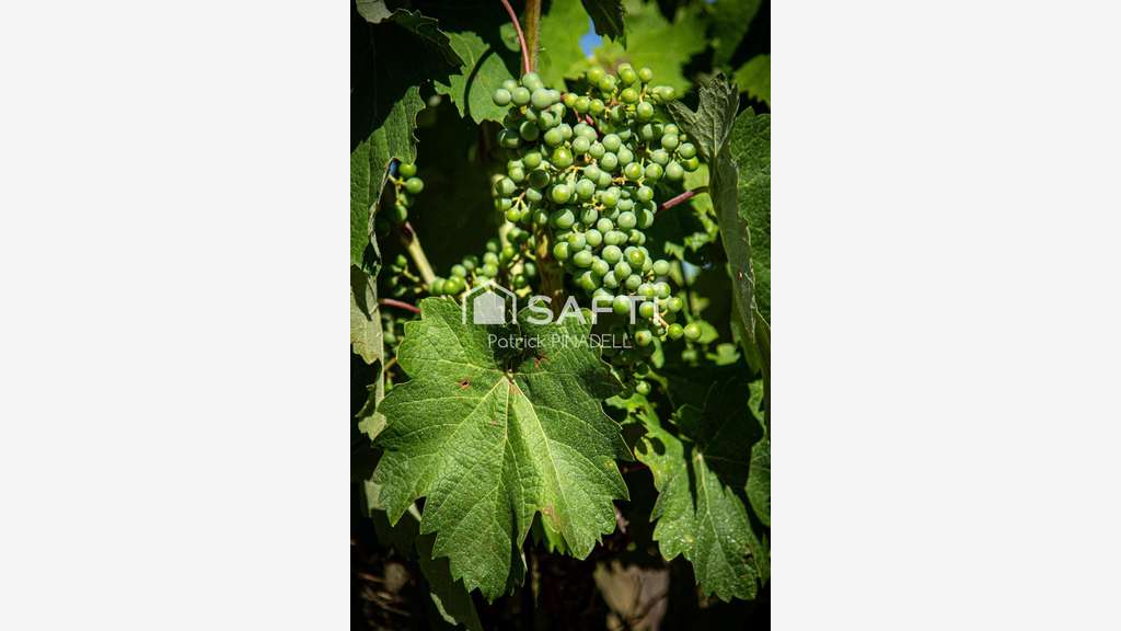 AV domaine viticole cave vignes à Latour de France