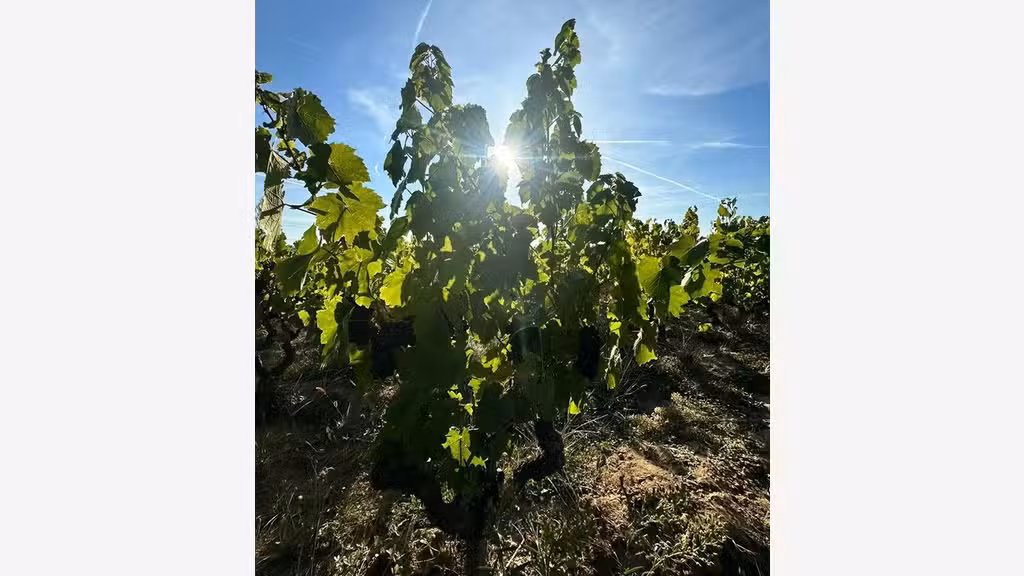 A vendre vignes AOC Moulin à Vent en Bourgogne