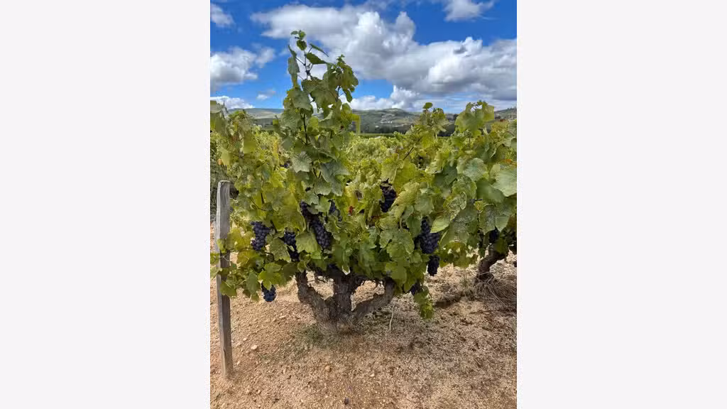 Parcelle à vendre 4 500m² Saint-Amour Beaujolais