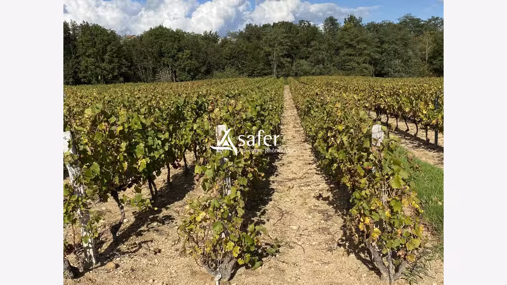 Cède domaine viticole bourgogne crus du Beaujolais