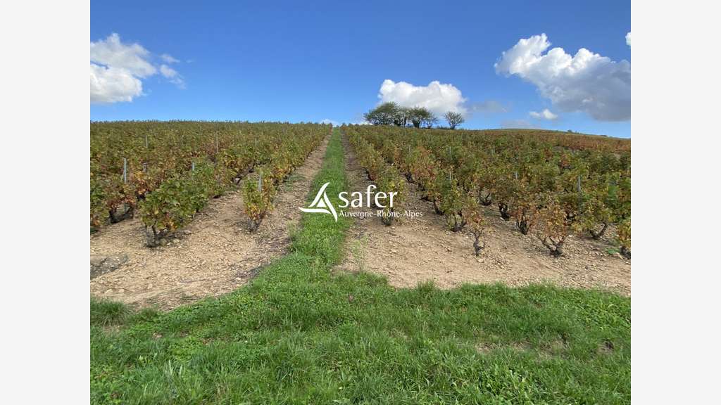 Cède domaine viticole bourgogne crus du Beaujolais