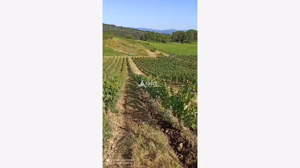 AV parcelles vignes aoc Bugey à St Martin du Mont
