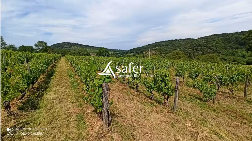 AV parcelles vignes aoc Bugey à St Martin du Mont