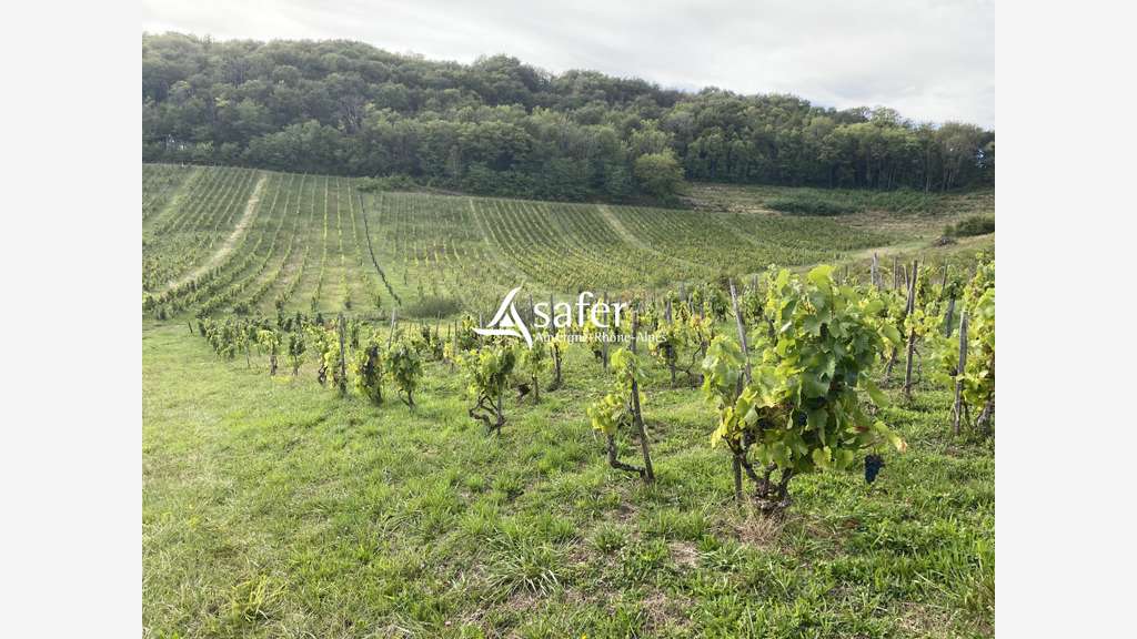 AV parcelles vignes aoc Bugey à St Martin du Mont