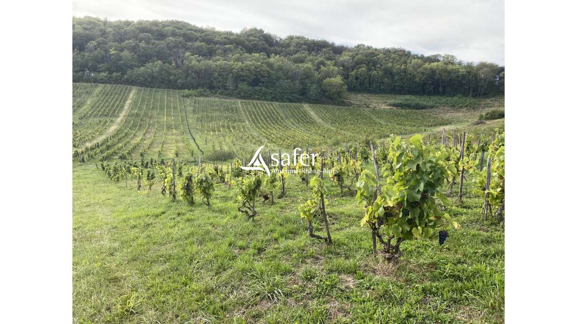 AV parcelles vignes aoc Bugey à St Martin du Mont