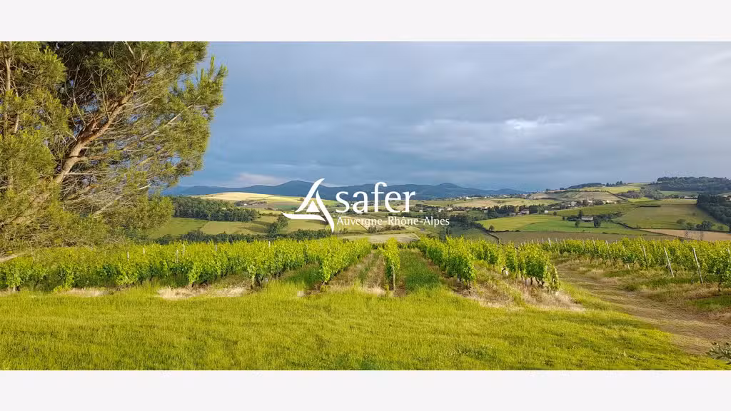 Vente exploitation viticole beaujolaise elevage 69