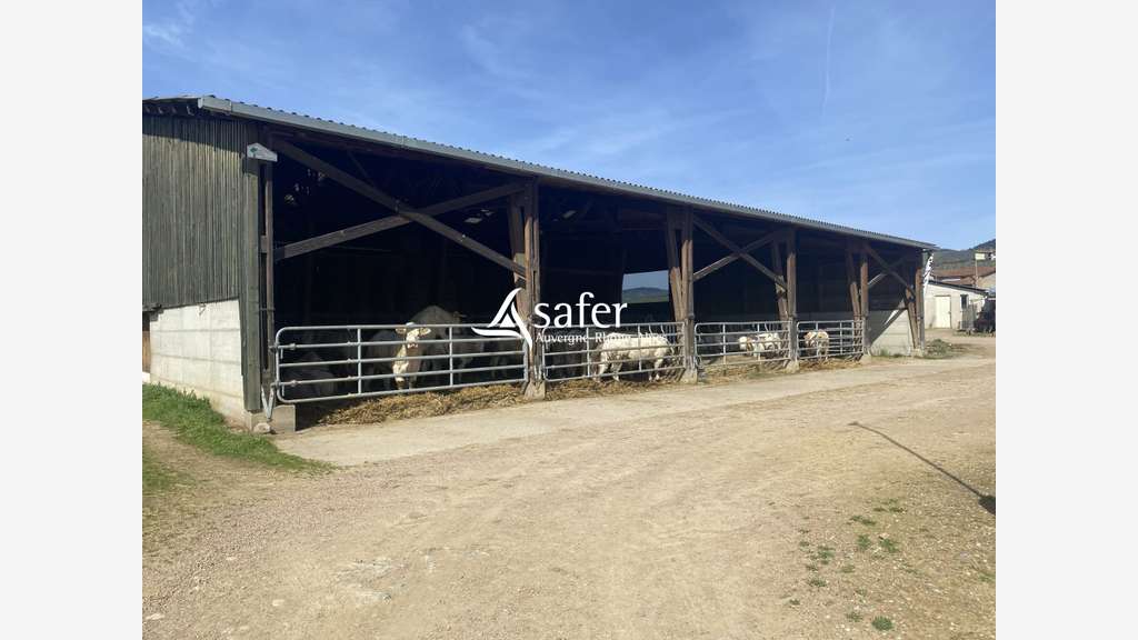 Vente exploitation viticole beaujolaise elevage 69