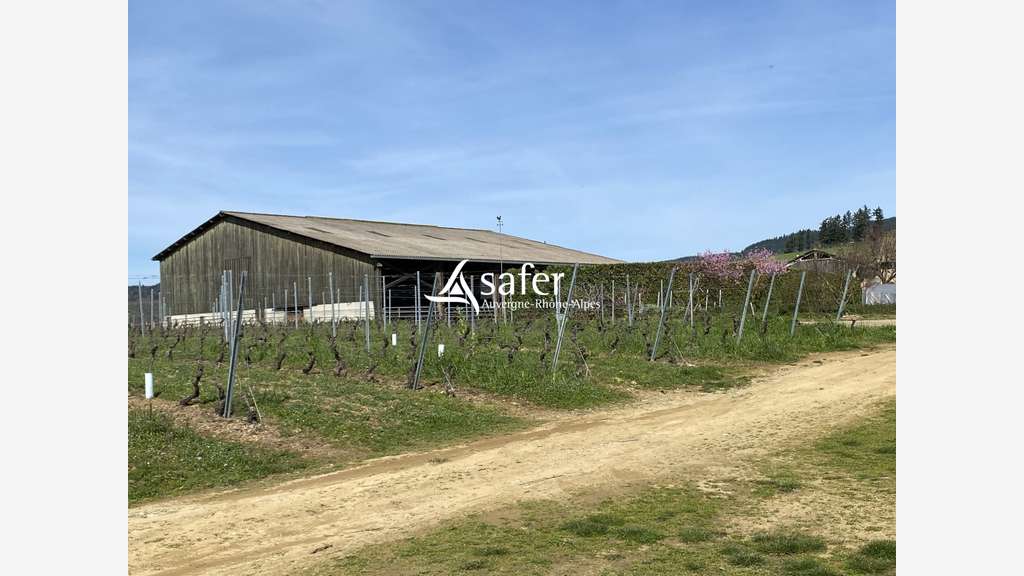 Vente exploitation viticole beaujolaise elevage 69